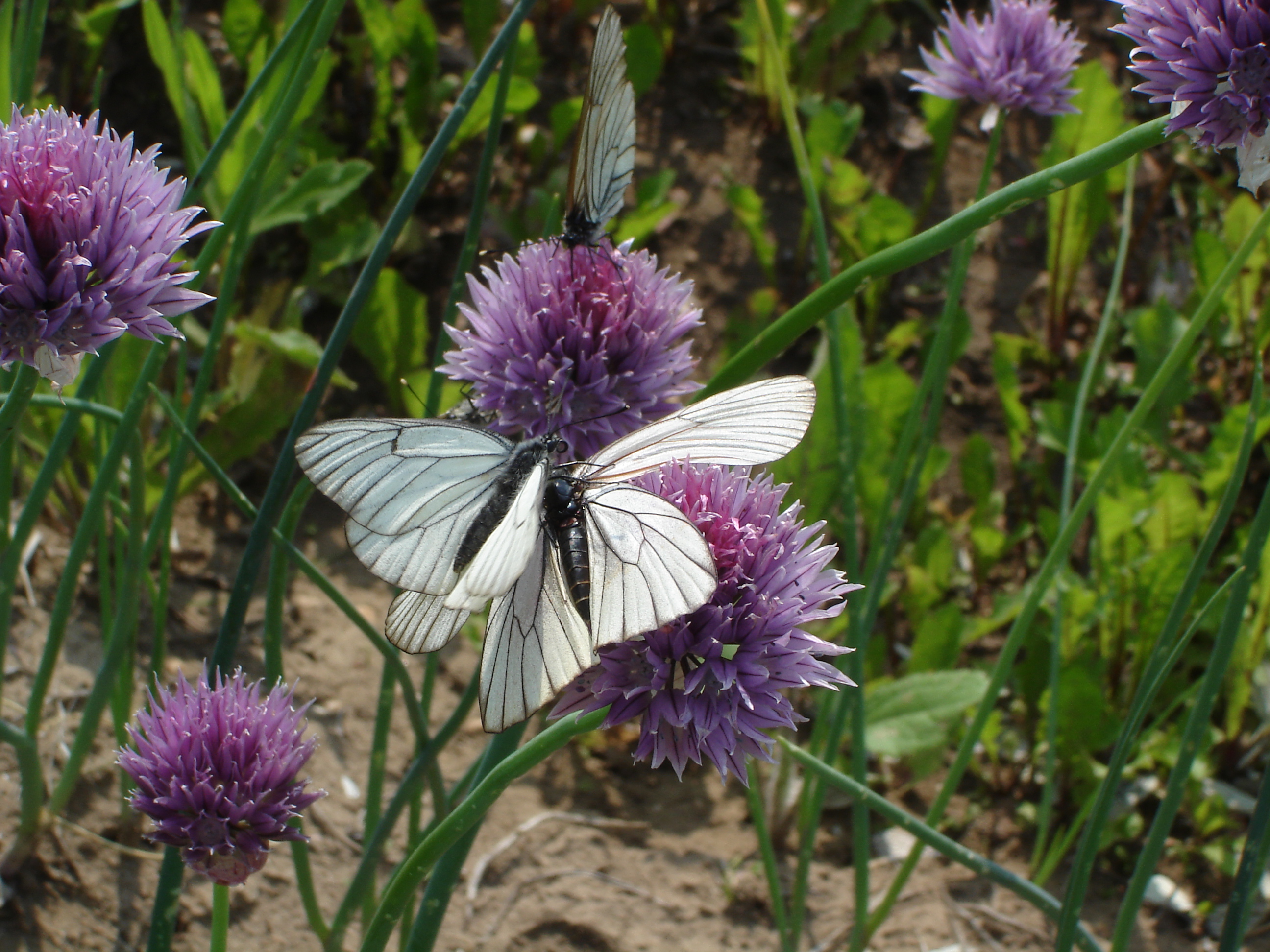 Butterfly on flower