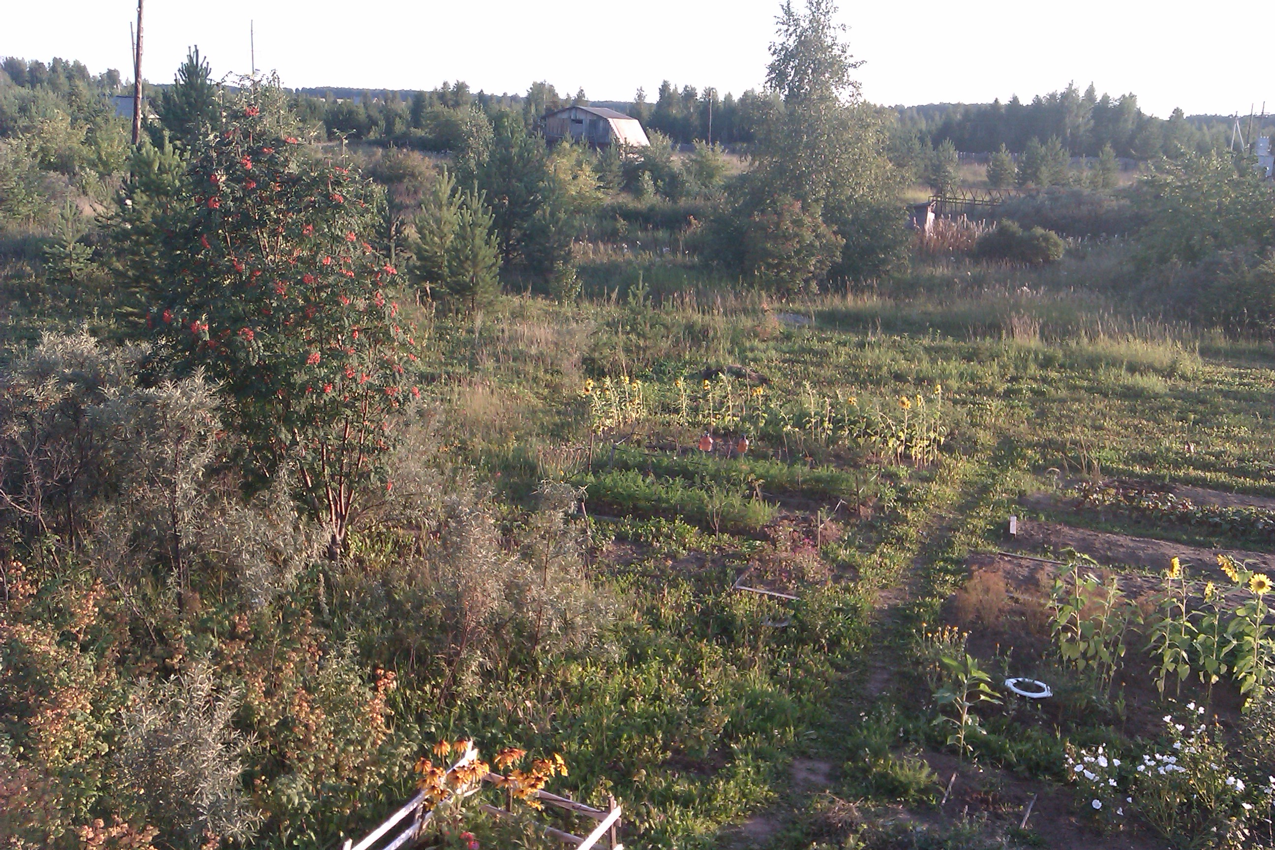 House from the container in the garden