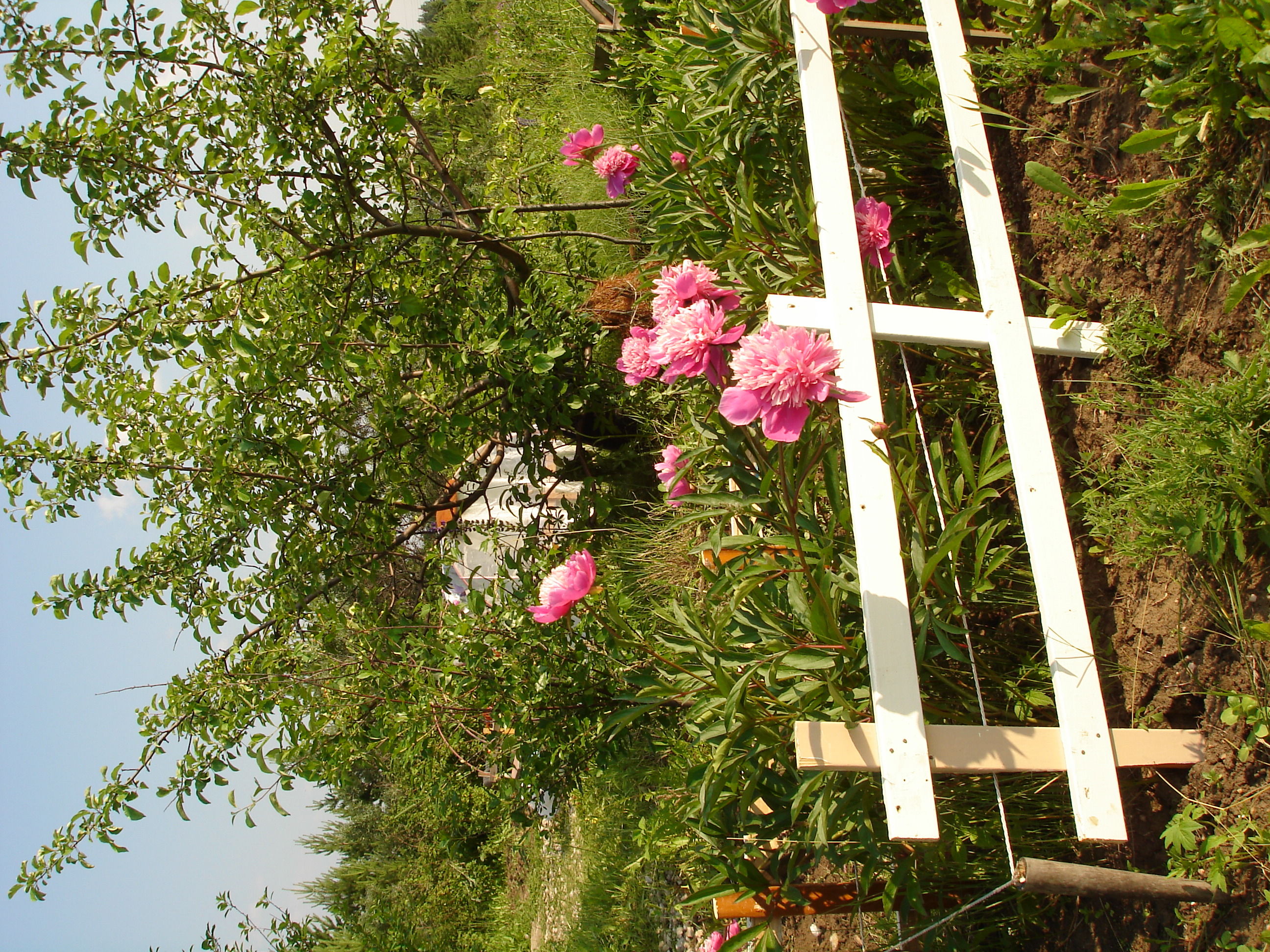 House from the container in the garden